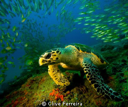 Loggerhead at Doodles, Ponta D 'Ouro by Clive Ferreira 